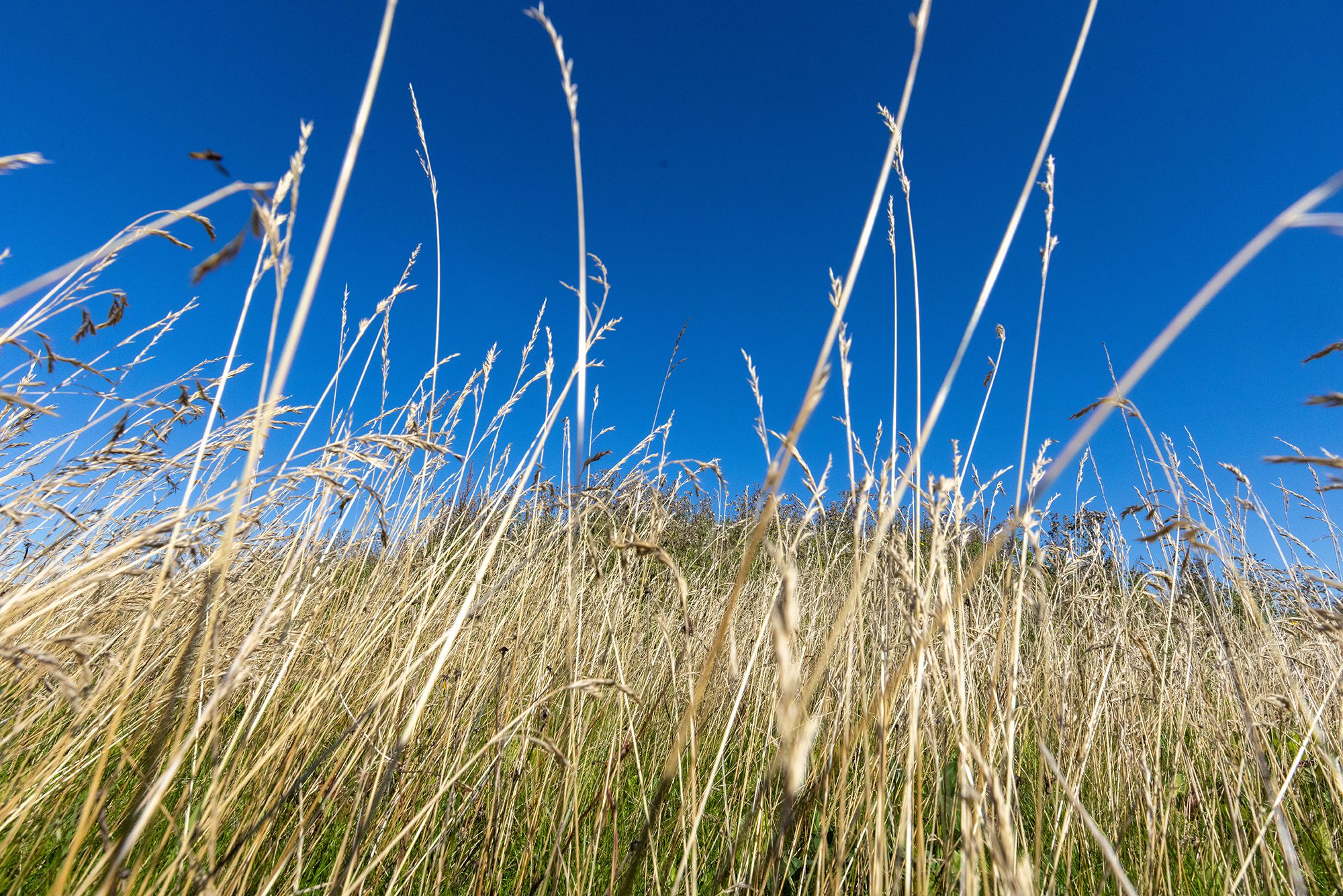 Grønne tage og plantevægge